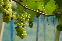 grapes