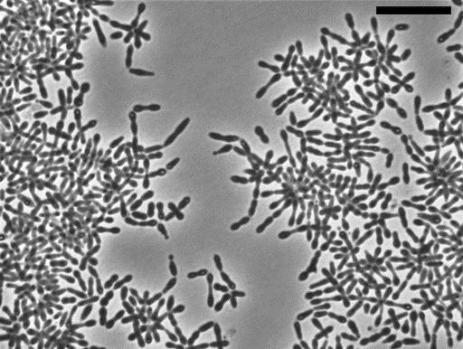 植物や微生物を活用した環境浄化・保全に関する研究