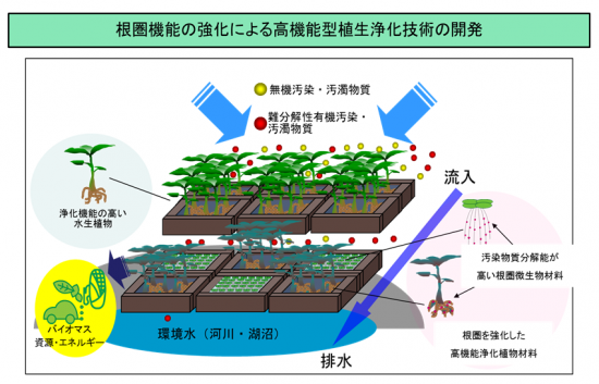 植物や微生物を活用した環境浄化・保全に関する研究