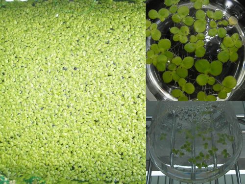 植物や微生物を活用した環境浄化・保全に関する研究