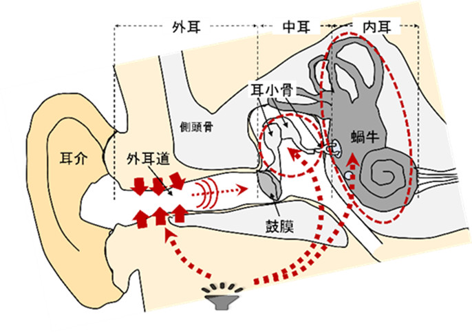 ヒトの聴覚・発話のメカニズムを理解し、 支援する技術の研究